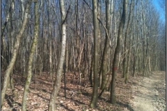 Image2